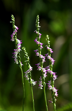 ナンゴクネジバナ ナンゴクネジバナ
