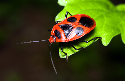 ベニツチカメムシ ベニツチカメムシ