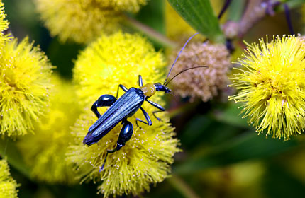 ソウシジュに訪花したキムネカミキリモドキ ソウシジュに訪花したキムネカミキリモドキ