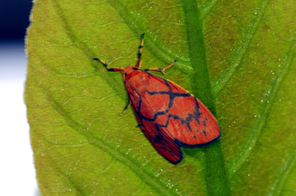 ハガタベニコケガ ハガタベニコケガ