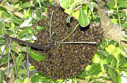 セイヨウミツバチ分封集団 セイヨウミツバチ分封集団