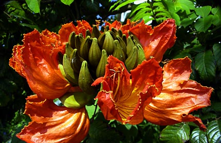 カエンボクの花 カエンボクの花