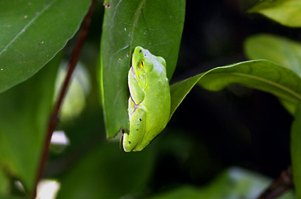 オキナワアオガエル オキナワアオガエル