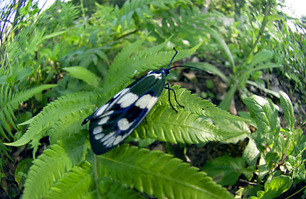 オキナワルリチラシ オキナワルリチラシ