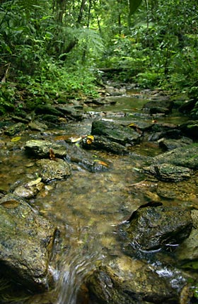 雨に濡れる山原の渓流環境 雨に濡れる山原の渓流環境