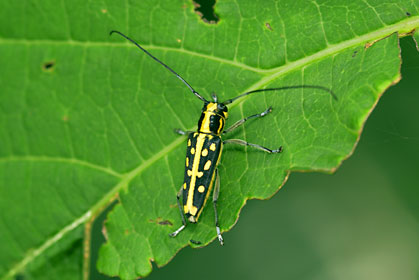 リュウキュウルリボシカミキリ リュウキュウルリボシカミキリ