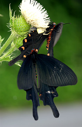 アズチグモに捕食されるジャコウアゲハ アズチグモに捕食されるジャコウアゲハ