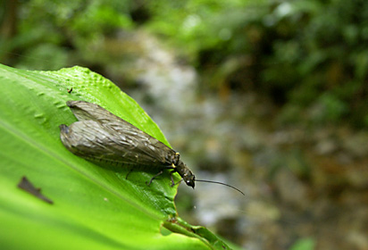 ヘビトンボの一種 ヘビトンボの一種