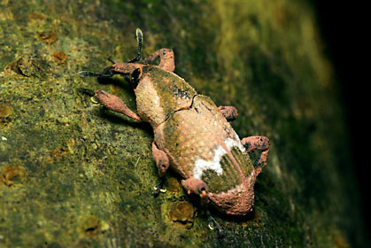 ヒラヤマメナガゾウムシ ヒラヤマメナガゾウムシ