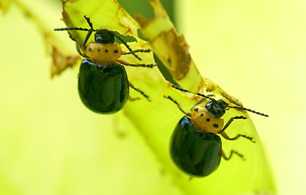 オキナワイチモンジハムシ オキナワイチモンジハムシ