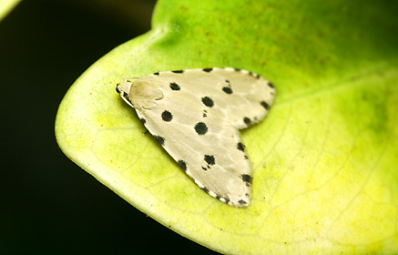 ヒメゴマフコヤガ ヒメゴマフコヤガ