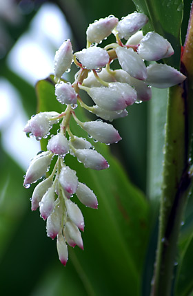 ゲットウの蕾 ゲットウの蕾