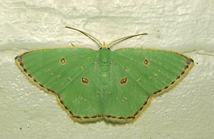 シャクガの一種 シャクガの一種