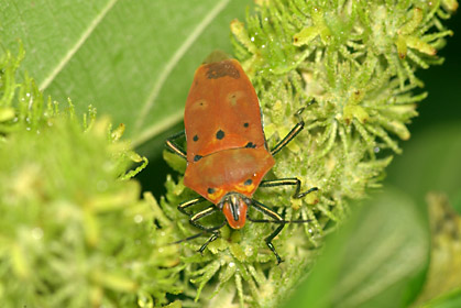 吸汁するアカギカメムシ 吸汁するアカギカメムシ
