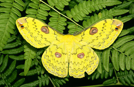 ハグルマヤママユ ハグルマヤママユ