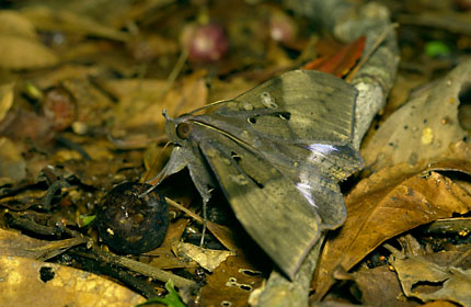 イヌビワの実から吸汁するオオルリオビクチバ イヌビワの実から吸汁するオオルリオビクチバ