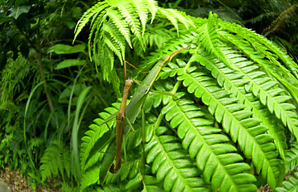 交尾するリュウキュウトビナナフシ 交尾するリュウキュウトビナナフシ