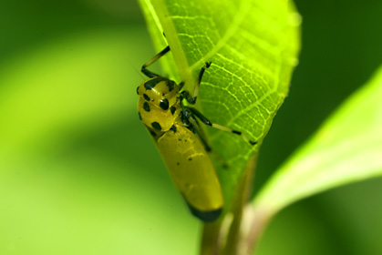 ツマグロオオヨコバイ ツマグロオオヨコバイ