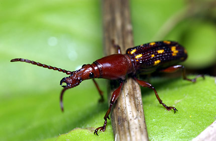 ミツギリゾウムシ ミツギリゾウムシ