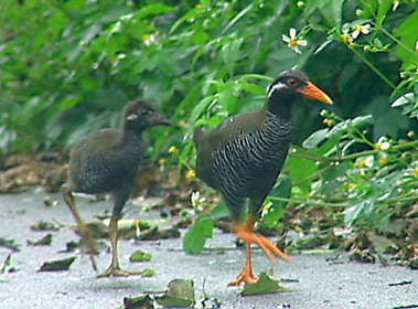 ヤンバルクイナの親子 ヤンバルクイナの親子