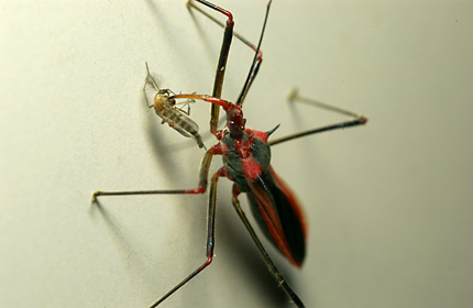 捕食するキベリヒゲナガサシガメ 捕食するキベリヒゲナガサシガメ