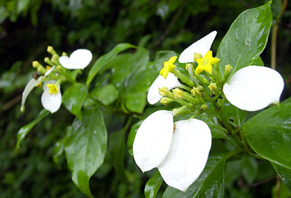コンロンカの花 コンロンカの花