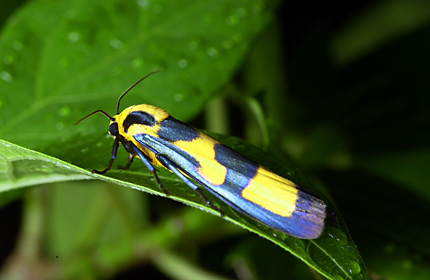 ルリモンホソバ ルリモンホソバ