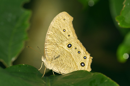 ウスイロコノマチョウ夏型 ウスイロコノマチョウ夏型