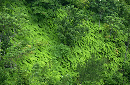 ウラジロ?群落 ウラジロ?群落