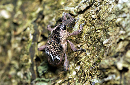 ヒラヤマメナガゾウムシ ヒラヤマメナガゾウムシ