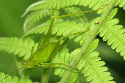ヘリグロツユムシ幼虫 ヘリグロツユムシ幼虫