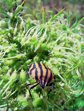 ニンジンの実から吸汁するアカスジカメムシ ニンジンの実から吸汁するアカスジカメムシ