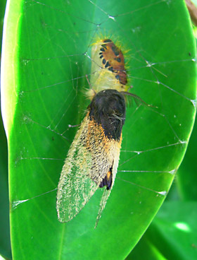 羽化直後のスキバドクガの雄 羽化直後のスキバドクガの雄