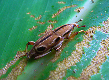 ヨツメオサゾウムシ ヨツメオサゾウムシ