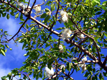 インドキワタの実 インドキワタの実