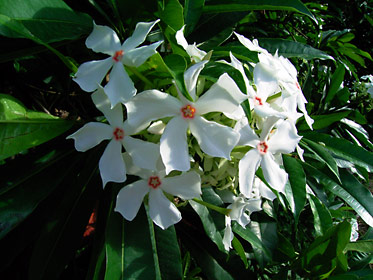 オキナワキョウチクトウの花