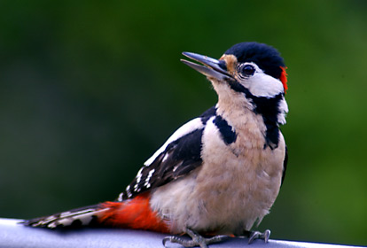 キツツキの一種