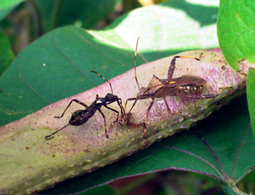 ホソヘリカメムシの幼虫と成虫