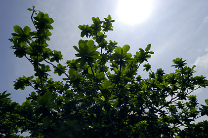 モモタマナの木