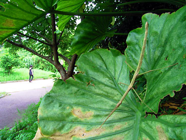 エダナナフシの一種