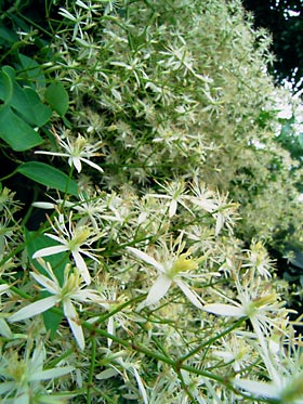 センニンソウ？の花