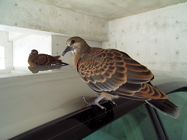 キジバトの若鳥