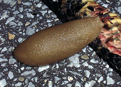 食事中のヤンバルヤマナメクジ