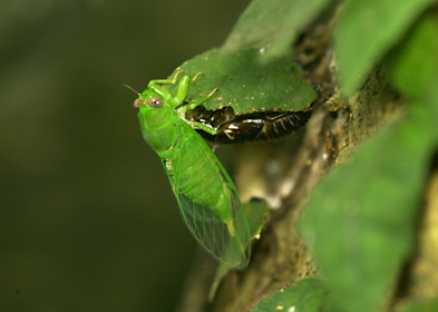 羽化直後のクロイワゼミ雌