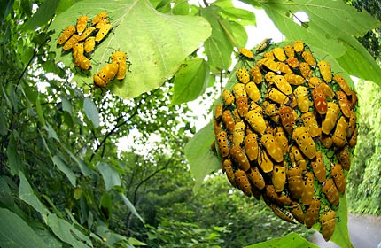 アカギカメムシの成虫集団 アカギカメムシの成虫集団