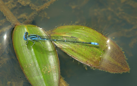 ムスジイトトンボ雄 ムスジイトトンボ雄