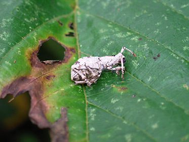 擬死するオキナワクワゾウムシ 擬死するオキナワクワゾウムシ