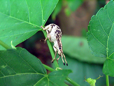 オキナワクワゾウムシ オキナワクワゾウムシ