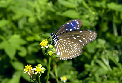 ツマムラサキマダラ雌 ツマムラサキマダラ雌