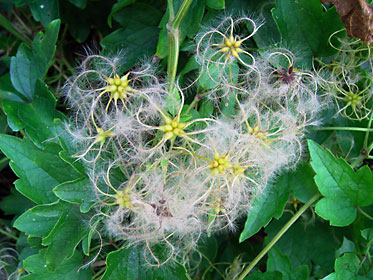 ヤンバルセンニンソウ?の結実 ヤンバルセンニンソウ?の結実